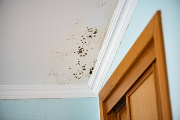 Best Insurance-Related Mold Remediation in Stansberry Lake, WA